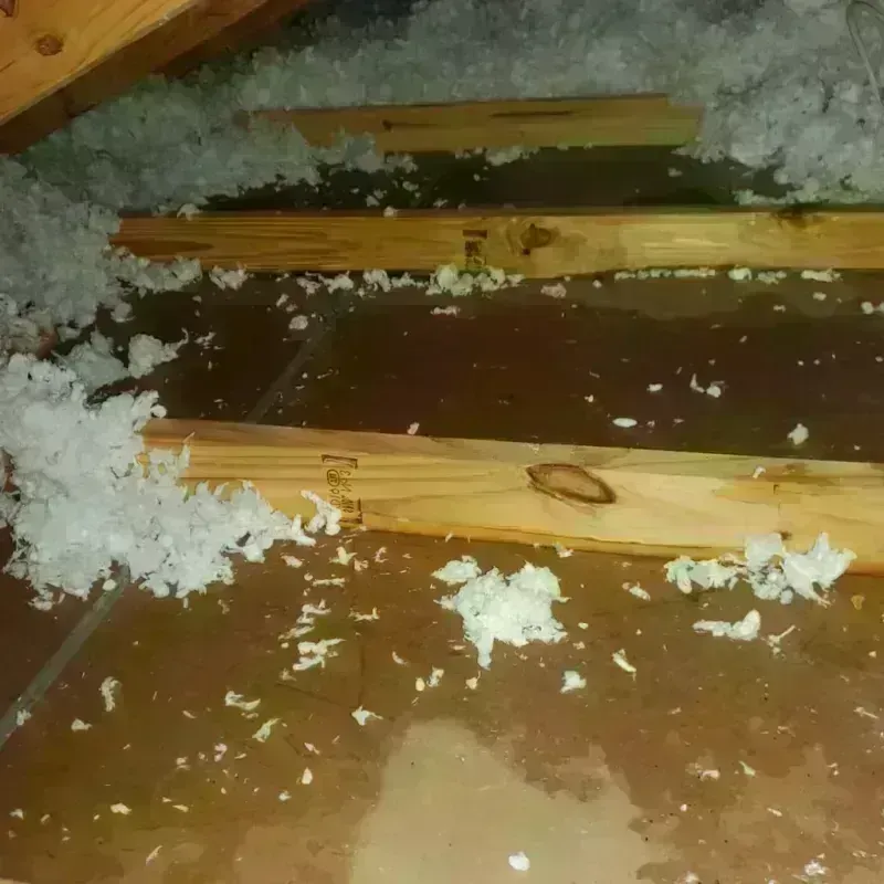 Attic Water Damage in Port Richmond, NY