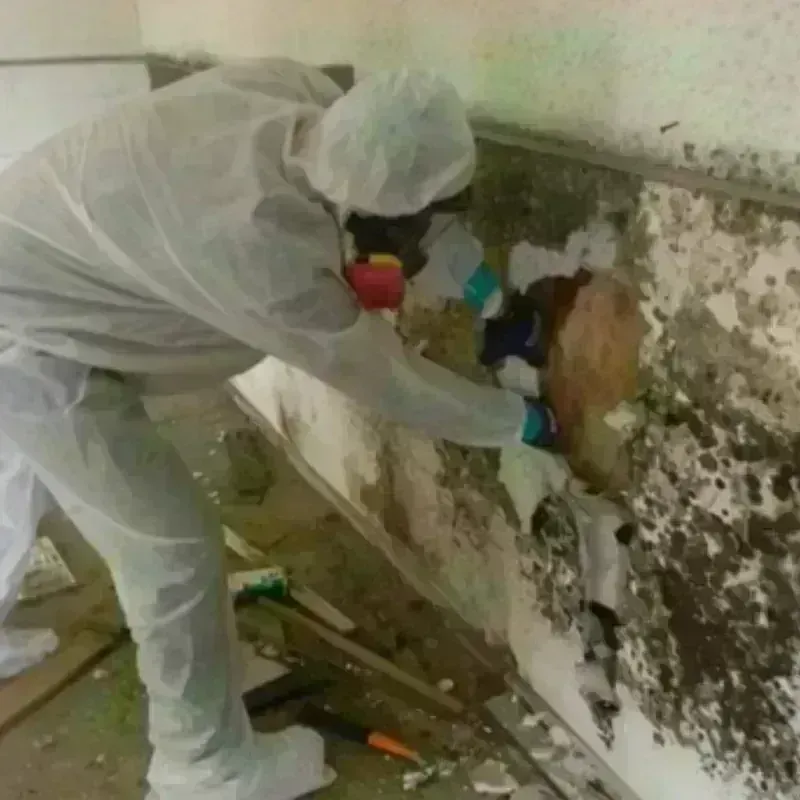 Best Mold Remediation and Removal Service in Port Richmond, NY